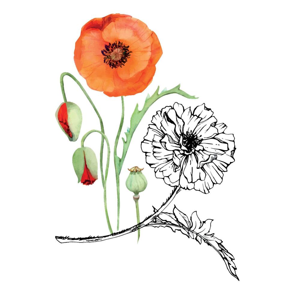 main tiré aquarelle botanique illustration fleurs feuilles. rouge coquelicot papaver, tiges bourgeons les gousses. champ bouquet isolé sur blanc Contexte. conception mariage, l'amour cartes, souvenir journée papeterie vecteur