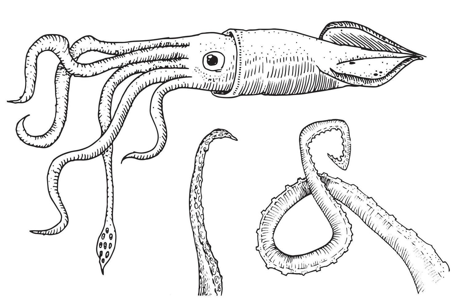 détaillé ancien ligne art dessin de une calamar avec complexe tentacules et succion tasses, parfait pour scientifique et Marin la vie illustrations. vecteur