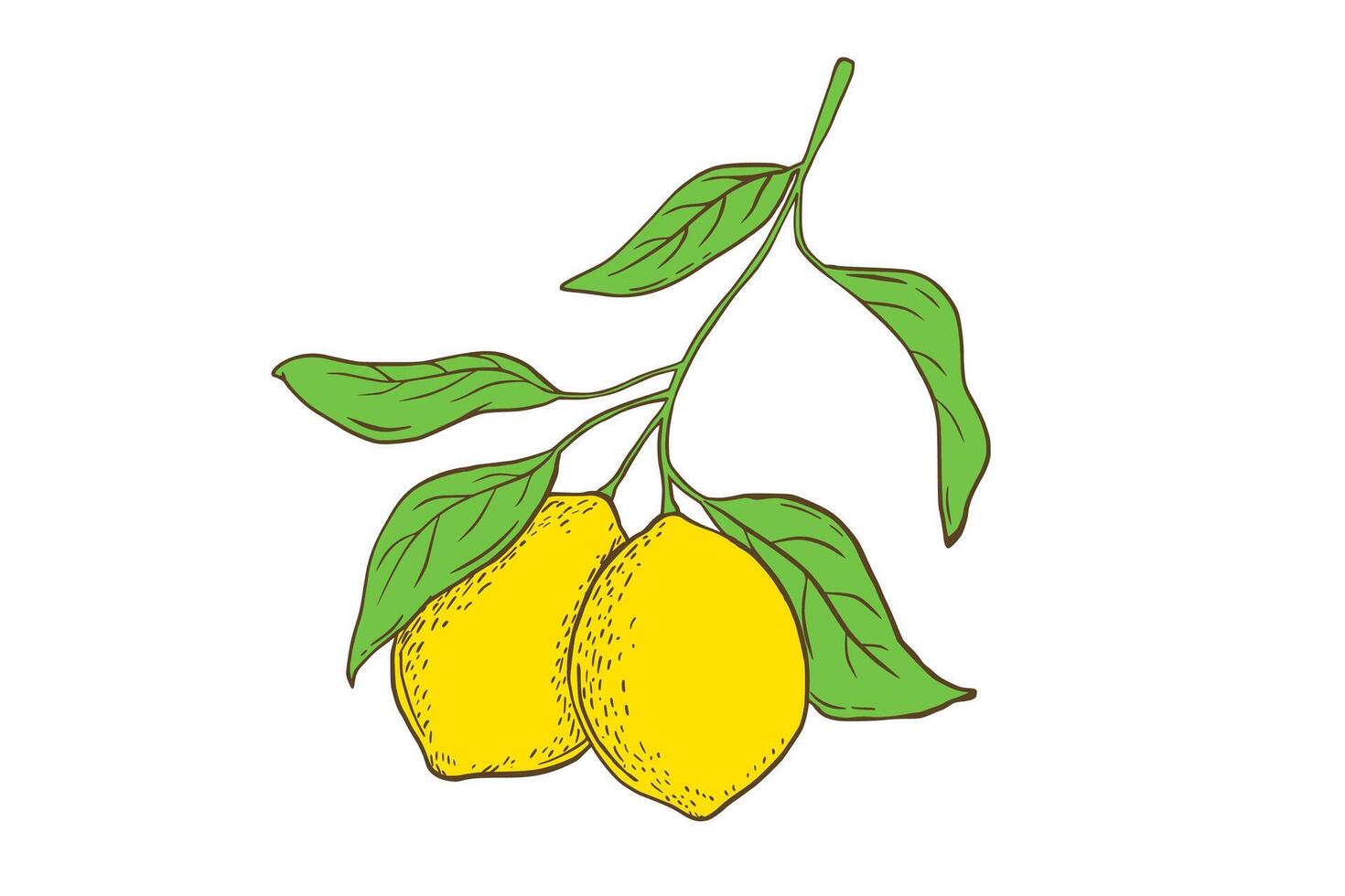 main tiré citron branche avec feuilles. fruit dans plat style, Frais agrumes isolé sur blanc vecteur