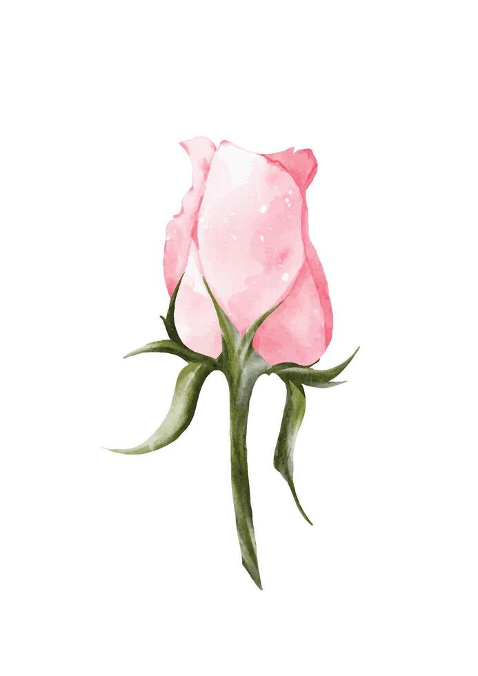 aquarelle rose Rose bouquet éléments conception vecteur