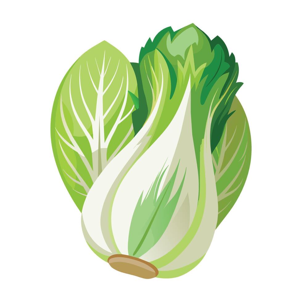 illustration de Frais endive sur blanc vecteur