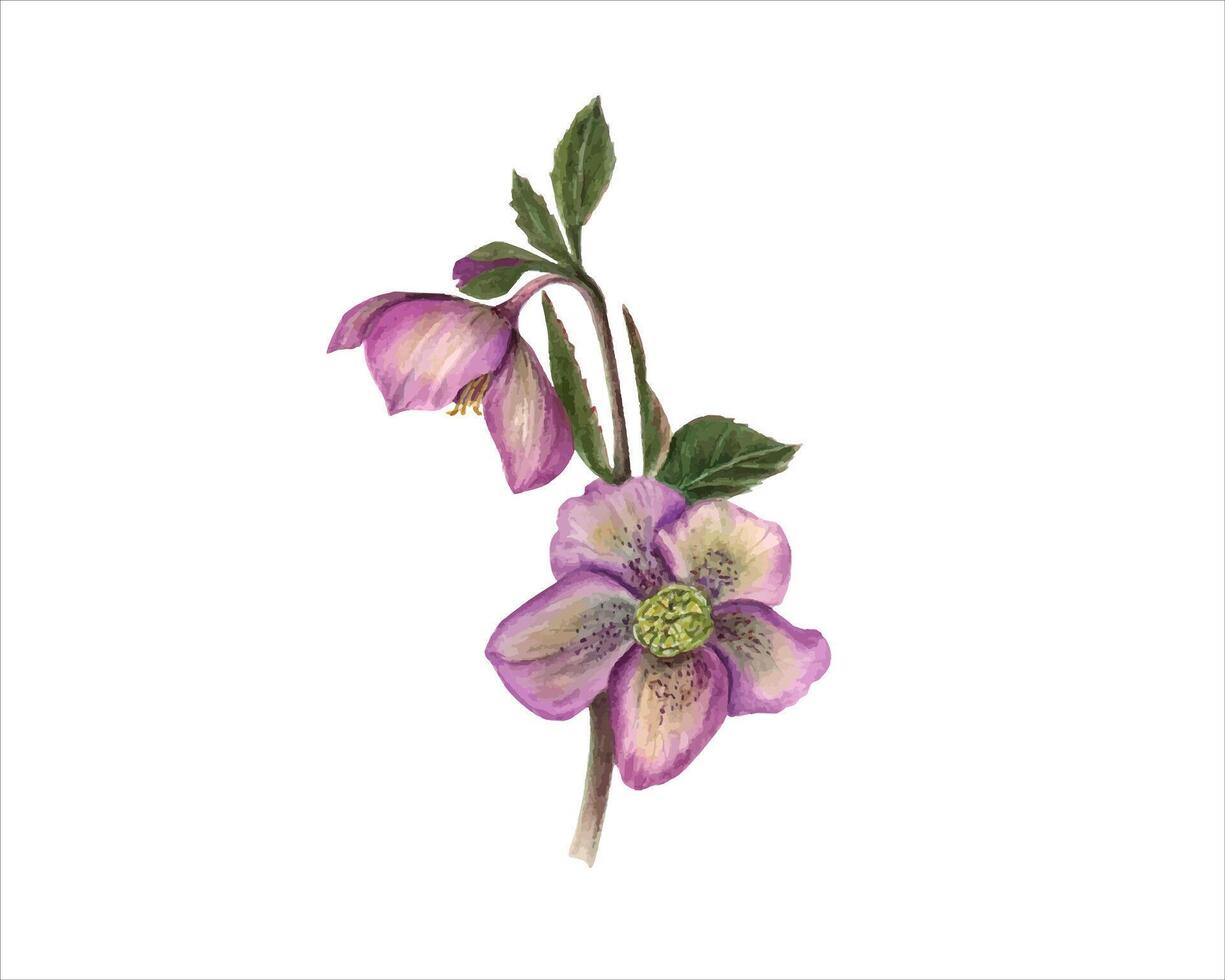 rose ellébore branche. helleborus fleurs. printemps hiver fleur. aquarelle illustration pour conception de invitation, salutation. vecteur