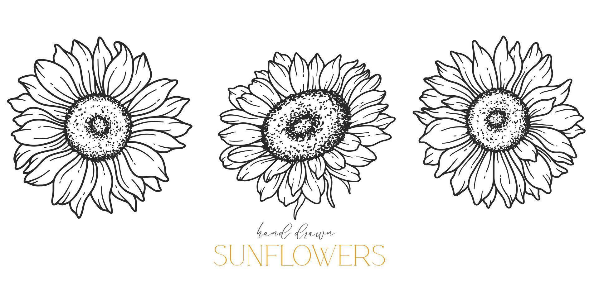 tournesols ligne art, bien ligne tournesols main tiré illustration. bien ligne tournesols illustration. floral ligne art. noir et blanc tournesols graphique vecteur