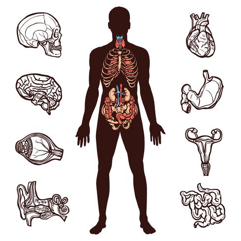 Ensemble d&#39;anatomie humaine vecteur