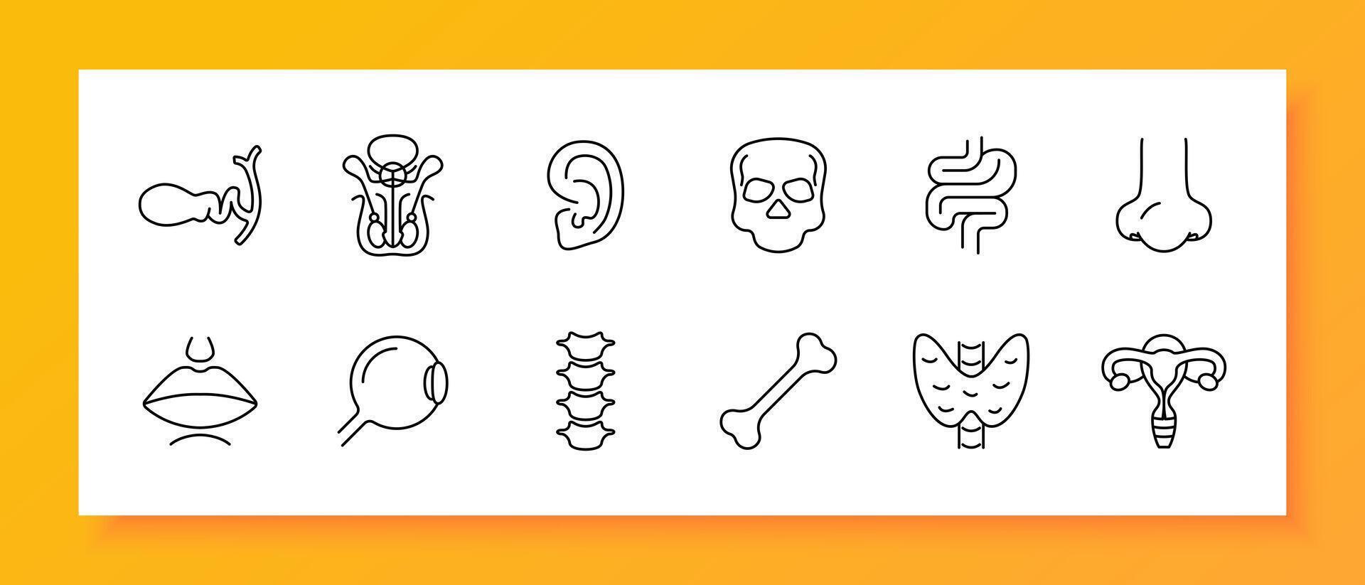 organes ensemble icône. femelle reproducteur organe, bassin, crâne, squelette, os, oreille, intestinal tract, colonne vertébrale, vertèbres, œil, lèvres, bouche, nez, numérotage. soi se soucier concept. ligne icône. vecteur