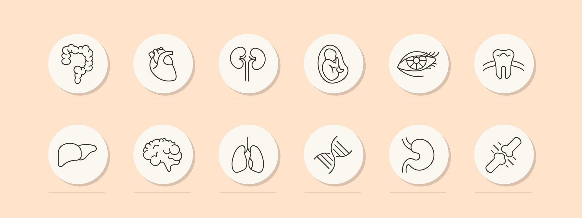 organes ensemble icône. intestinal tract, estomac, foie, cerveau, poumons, embryon, adn, dent, œil, cœur, paupières, cils. engrener, pastel couleurs. soi se soucier concept. ligne icône. vecteur