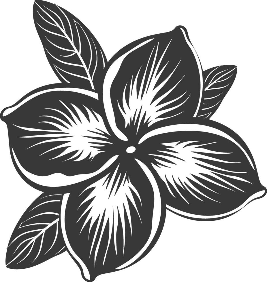 silhouette plumeria fleur noir Couleur seulement vecteur