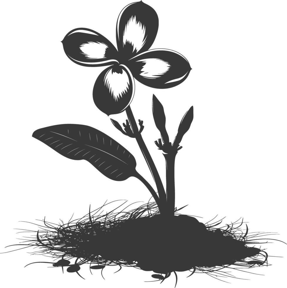 silhouette plumeria fleur dans le sol noir Couleur seulement vecteur