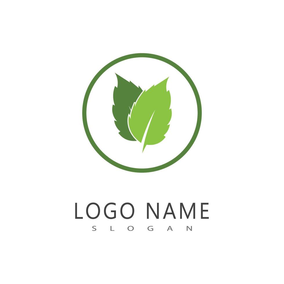 menthe feuille logo modèle symbole conception vecteur