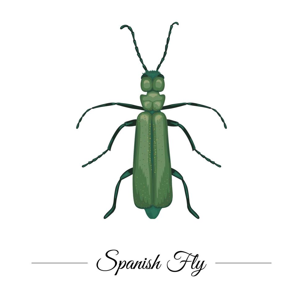 Mouche espagnole de couleur vert tropical dessiné à la main de vecteur isolé sur fond blanc. logotype sur le thème des tropiques pour un design naturel. illustration d'insectes exotiques.
