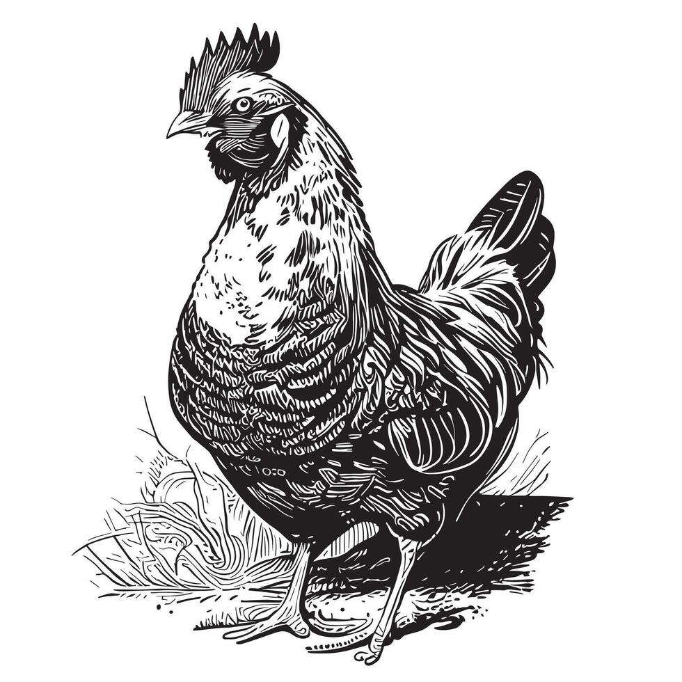 poule poulet permanent sur le herbe main tiré esquisser dans griffonnage style illustration vecteur