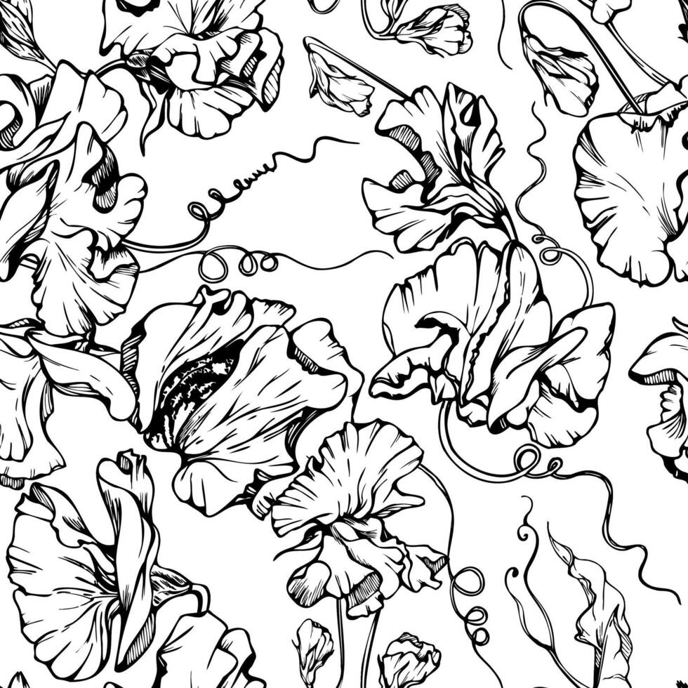 main tiré graphique encre illustration botanique fleurs feuilles. sucré éternel pois, vesce liseron légumineuse vrilles. sans couture modèle isolé blanc Contexte. mariage, cartes, floral magasin vecteur