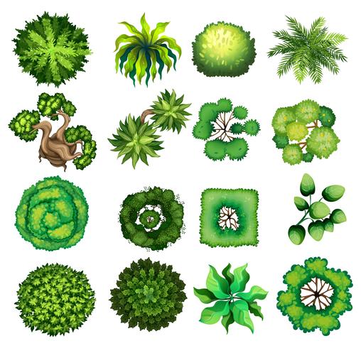 Vue de dessus de différents types de plantes vecteur