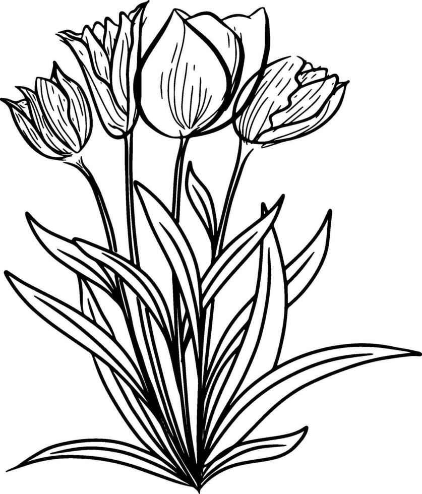main tiré esquisser de tulipes fleur. illustration vecteur