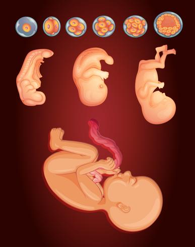 Diagramme montrant un bébé qui grandit dans le ventre de la femme vecteur