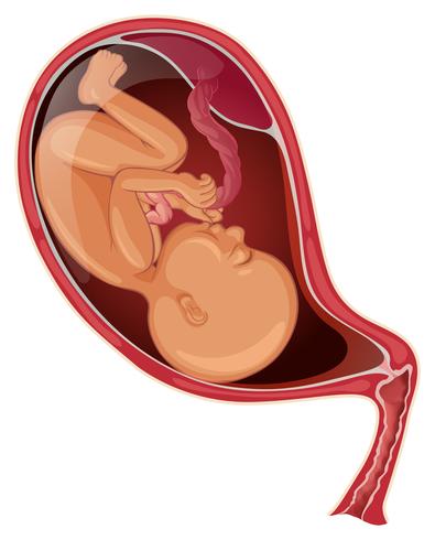 Bébé dans le ventre de la femme enceinte vecteur