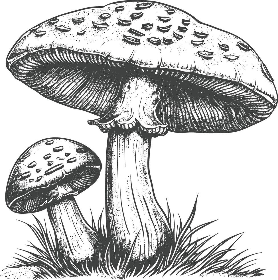 champignon images en utilisant vieux gravure style vecteur