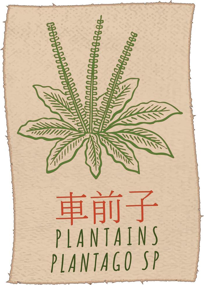 dessin plantains dans Chinois. main tiré illustration. le Latin Nom est Plantago sp . vecteur