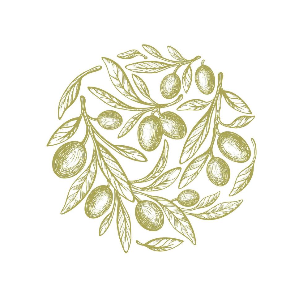 olive cercle symbole. fruit, esquisser feuilles vecteur