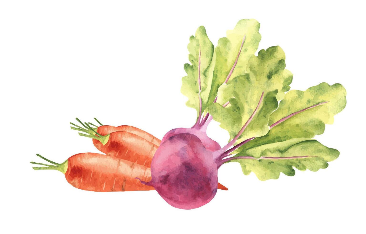 légume composition pour jus. carotte et betterave racine. main tiré botanique aquarelle illustration. ancien montant. vecteur