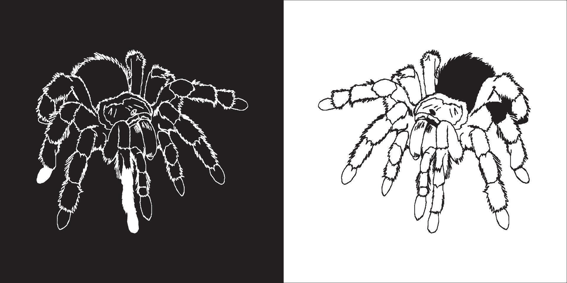 illustration image de araignée icône vecteur