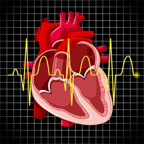 Le coeur humain et graphique montrent des battements de coeur vecteur