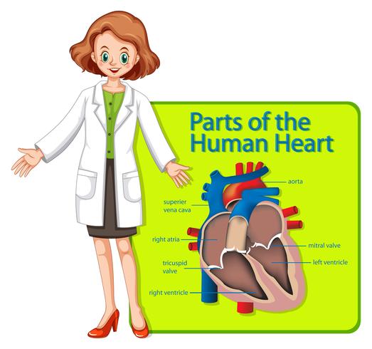 Médecin et affiche montrant des parties du cœur humain vecteur