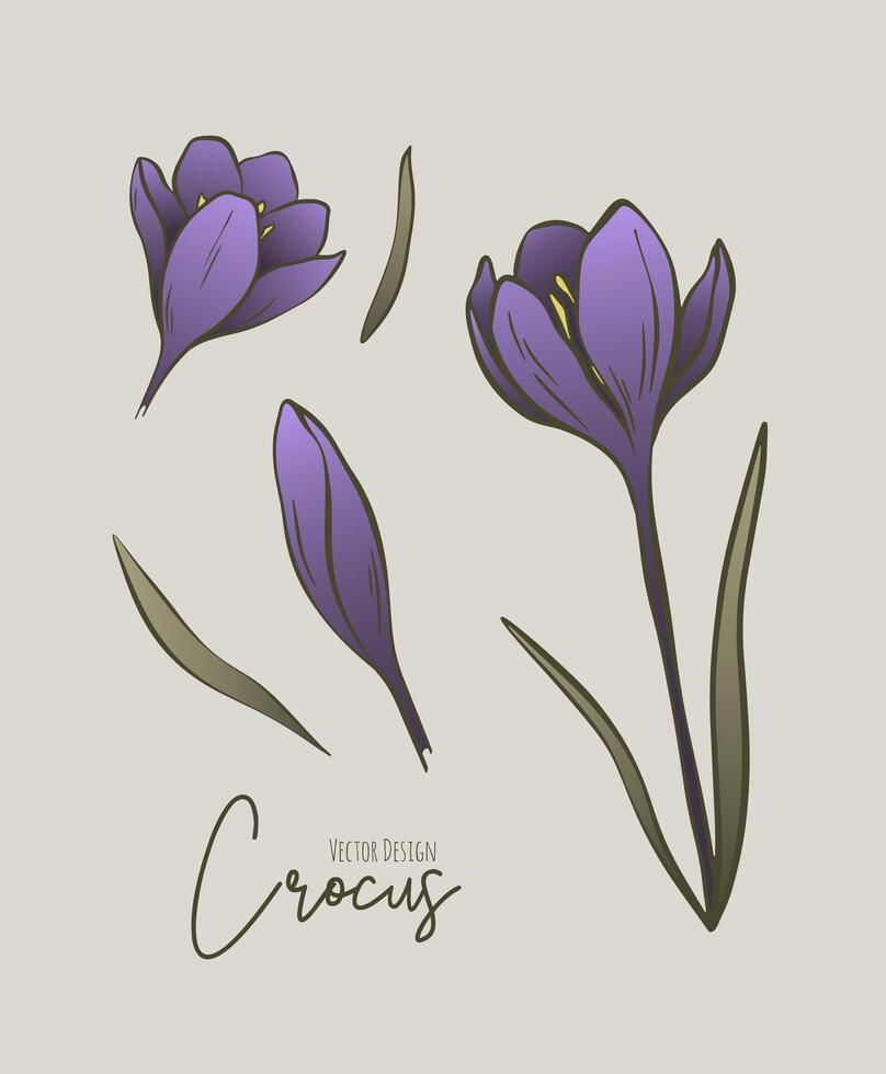 botanique coloré ensemble de ligne illustration de crocus fleurs pour mariage invitation et cartes, logo conception, la toile, social médias et affiche, modèle, publicité, beauté et cosmétique industrie. vecteur