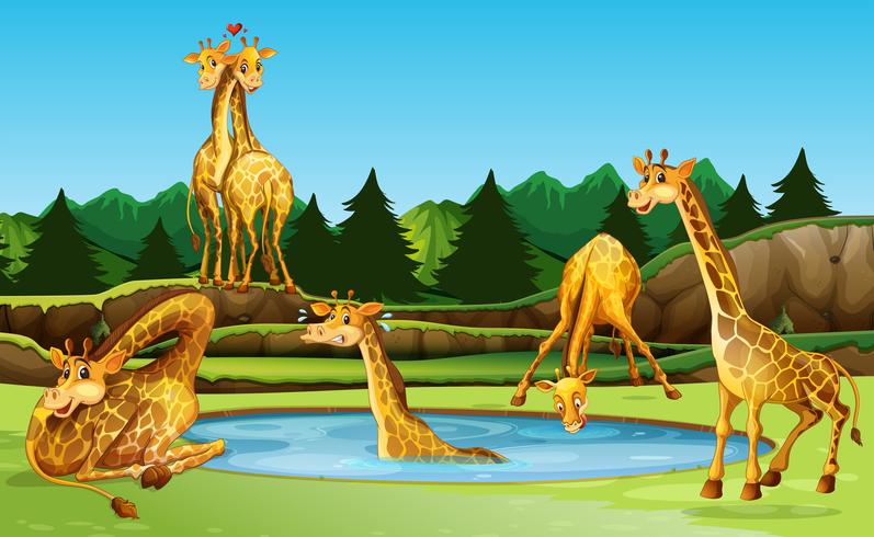 Girafe dans la nature vecteur