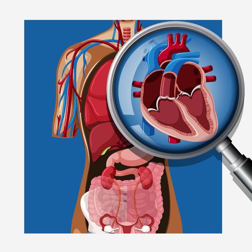 Anatomie du coeur humain vecteur