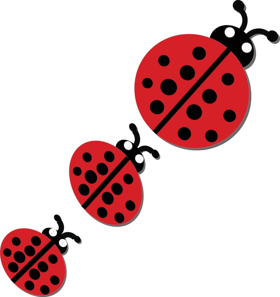 coccinelle ou coccinelle graphique illustration. coccinelle isolé sur blanc Contexte vecteur