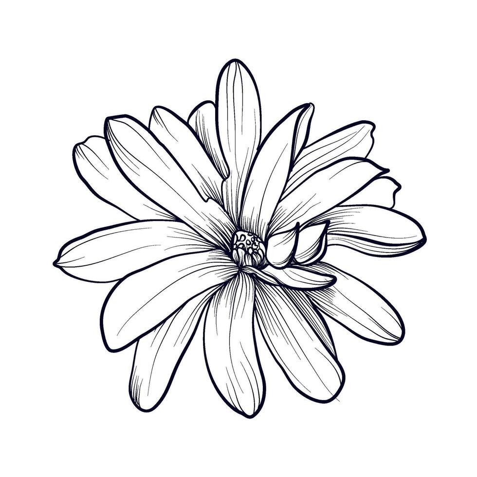 main dessin de une magnolia fleur illustration vecteur