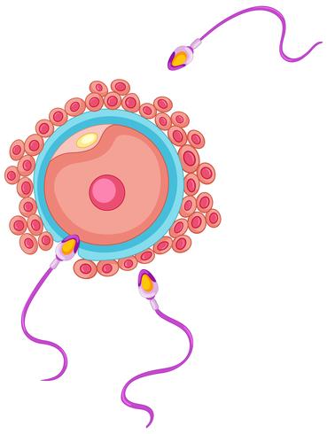 Fertilisation de l&#39;être humain vecteur