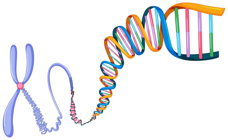 Symbole ADN sur fond blanc vecteur