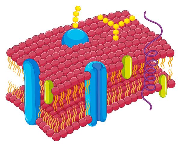 La membrane cellulaire à la loupe vecteur