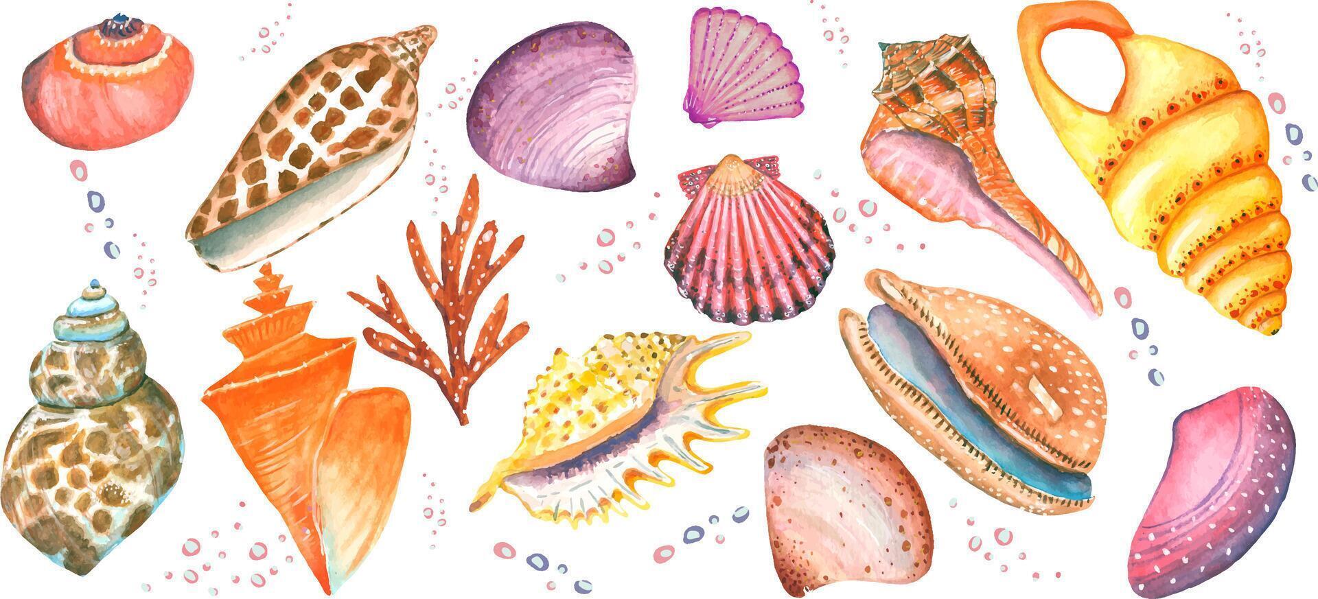 collection de 16 coquillage éléments. aquarelle vecteur