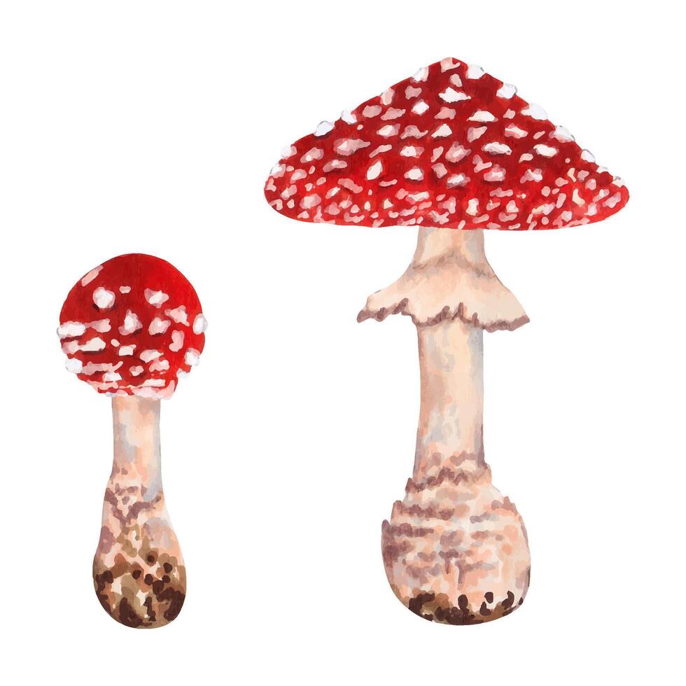 toxique mouche agaric champignon avec une rouge capuche jonché avec blanc points. illustration avec aquarelle et Marqueurs. main tiré isolé art. botanique magique forêt plante. fantastique atmosphère. vecteur