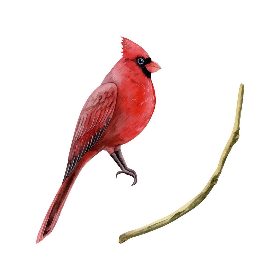 rouge cardinal Noël oiseau avec branche aquarelle illustration pour hiver vacances salutation cartes et Nouveau année carte postale vecteur