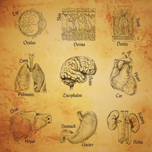 Croquis d&#39;organes humains vecteur