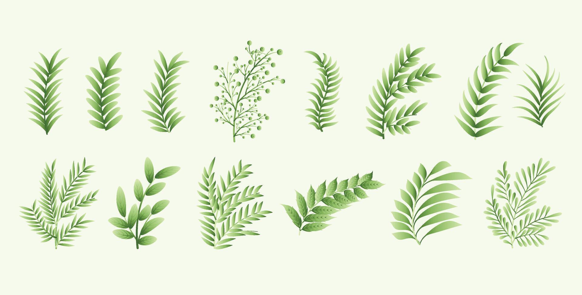 collection de botanique Naturel feuilles élément blanc Contexte conception vecteur