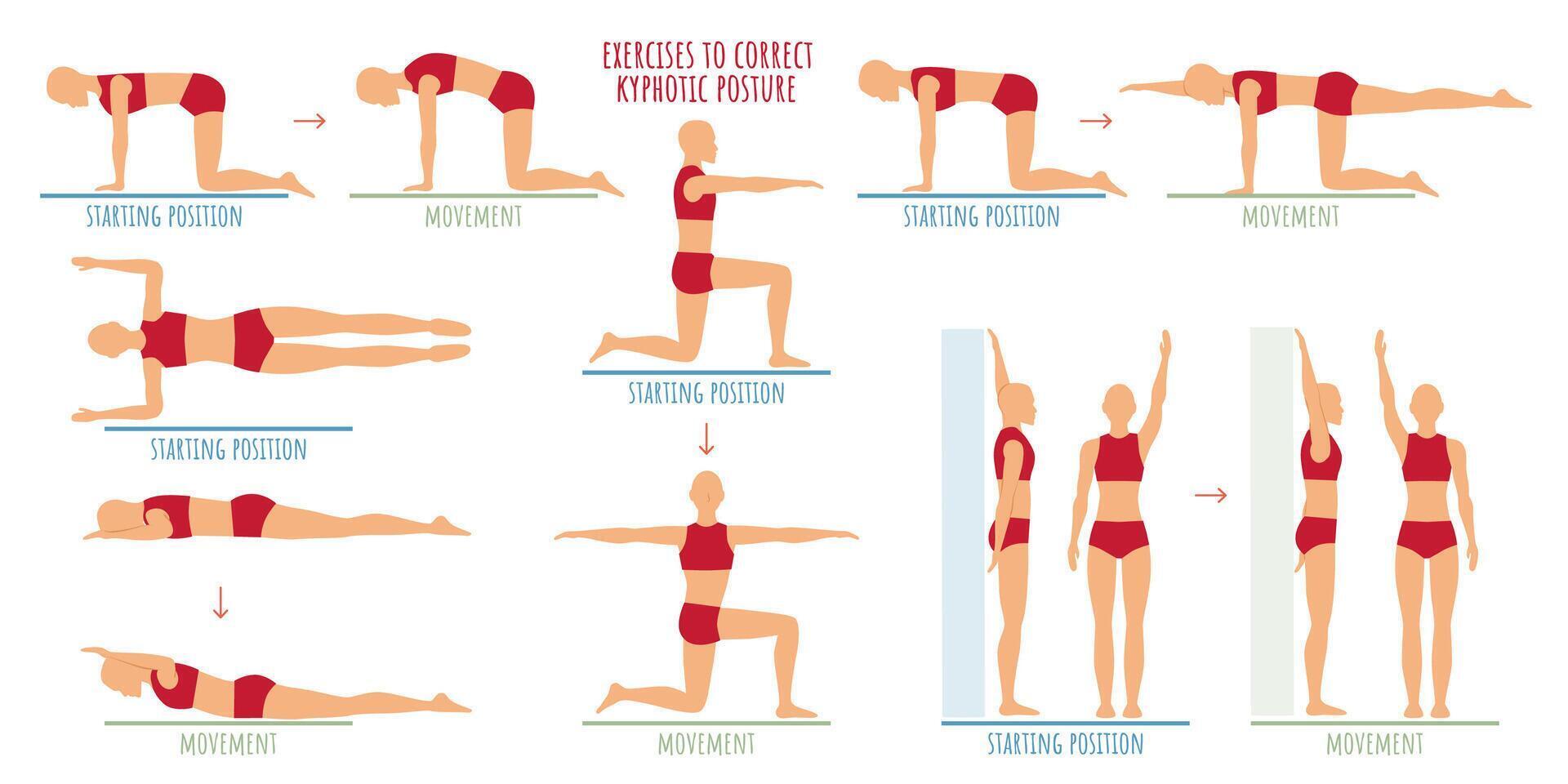 ensemble de des exercices pour une rond cyphotique dos. éducatif instructions pour physiothérapeute, départ position et mouvement. vecteur