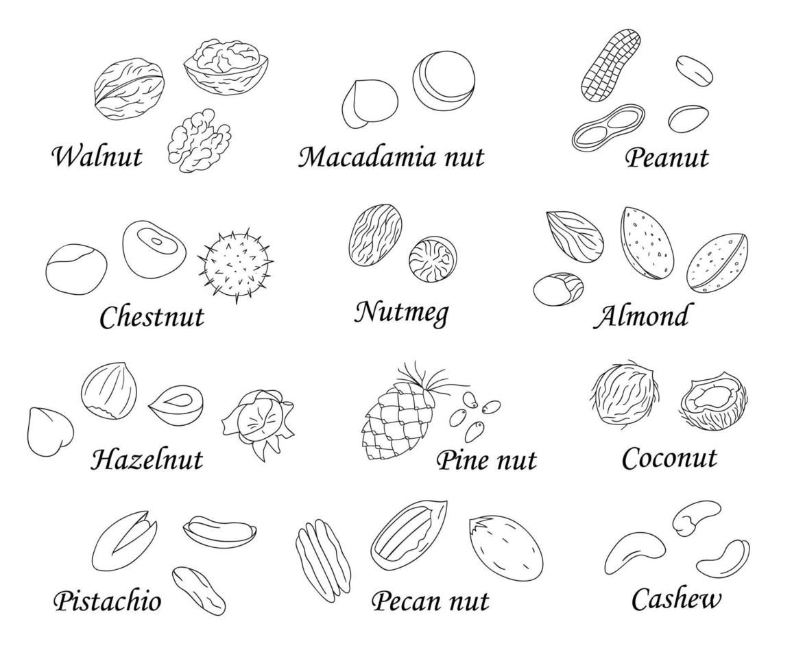 ensemble de vecteurs de noix noires et blanches. collection de noisettes monochromes isolées, noix, pistache, amande, noix de coco, noix de pécan, pignon de pin, macadamia, noix de cajou. illustration de la nourriture dans un style dessin animé ou doodle vecteur