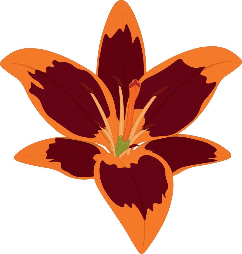 illustration vectorielle détaillée de couleur sombre rouge et orange lily vecteur