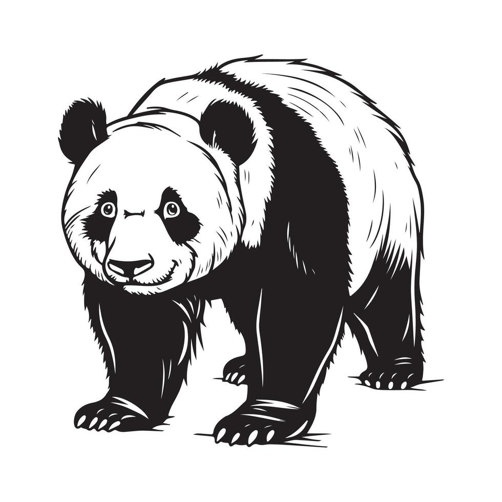 Panda ours conception illustration sur blanc Contexte vecteur