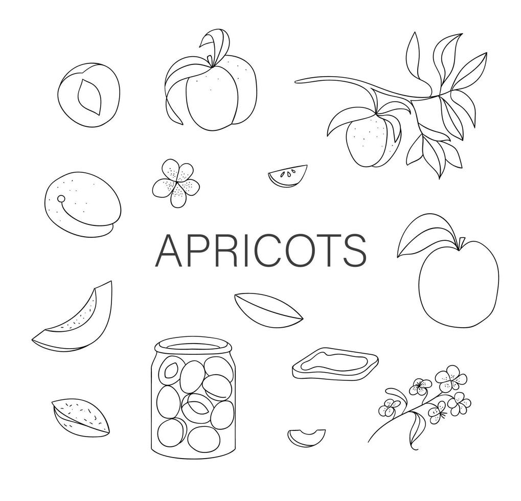 vecteur ensemble noir et blanc d'abricots mignons dessinés à la main, tarte aux abricots, fleurs, pot de confiture. illustration monochrome de la récolte d'automne. thème de la nourriture faite maison.