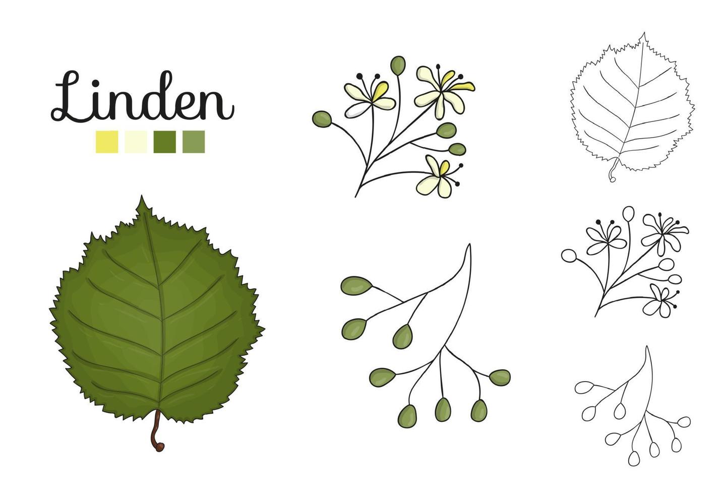 ensemble de vecteurs d'éléments de tilleul isolé sur fond blanc. illustration botanique de feuille de tilleul, brunch, fleurs, fruits, ament, cône. clipart noir et blanc. vecteur