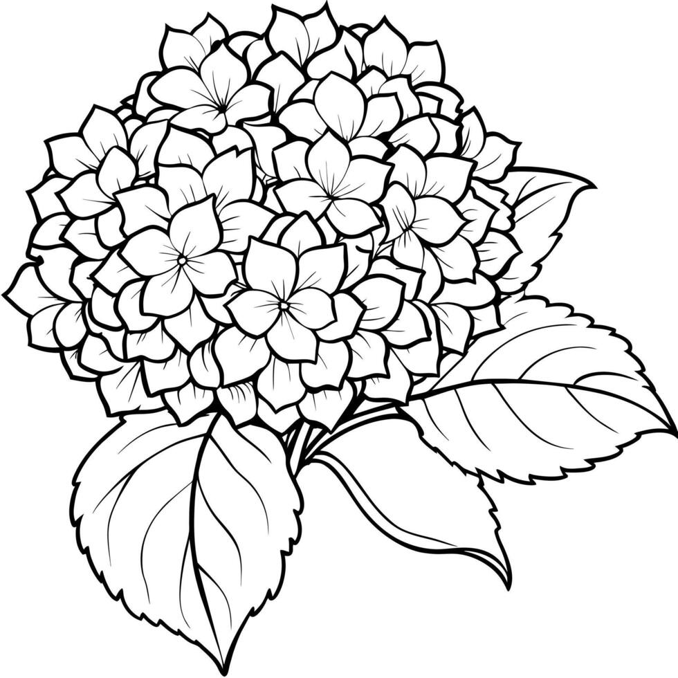 hortensia fleur plante contour illustration coloration livre page conception, hortensia fleur plante noir et blanc ligne art dessin coloration livre pages pour les enfants et adultes vecteur