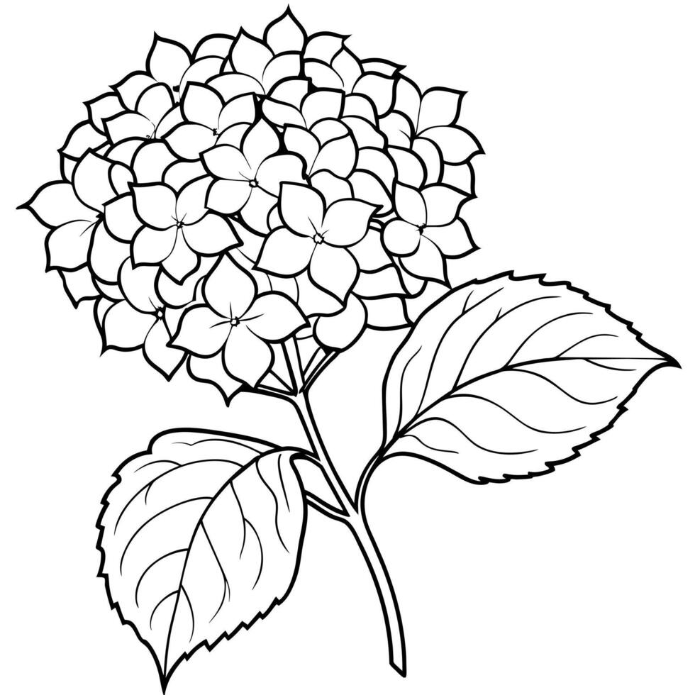 hortensia fleur plante contour illustration coloration livre page conception, hortensia fleur plante noir et blanc ligne art dessin coloration livre pages pour les enfants et adultes vecteur