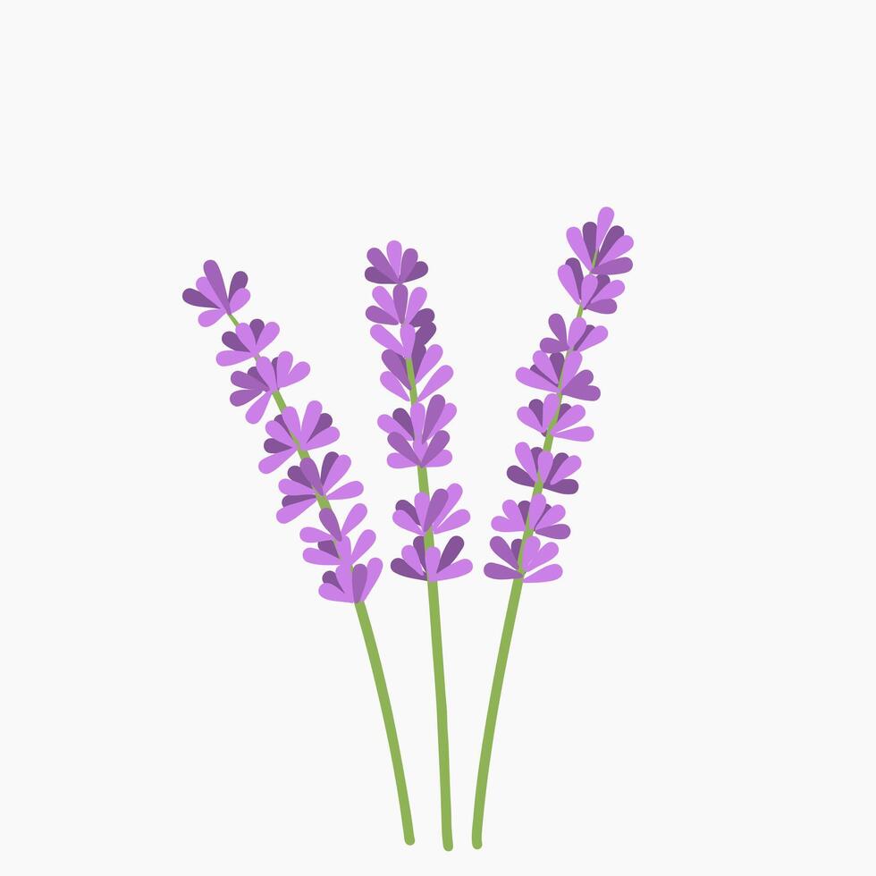 printemps lavande violet fleur la nature plante dans Floraison graphique illustration vecteur