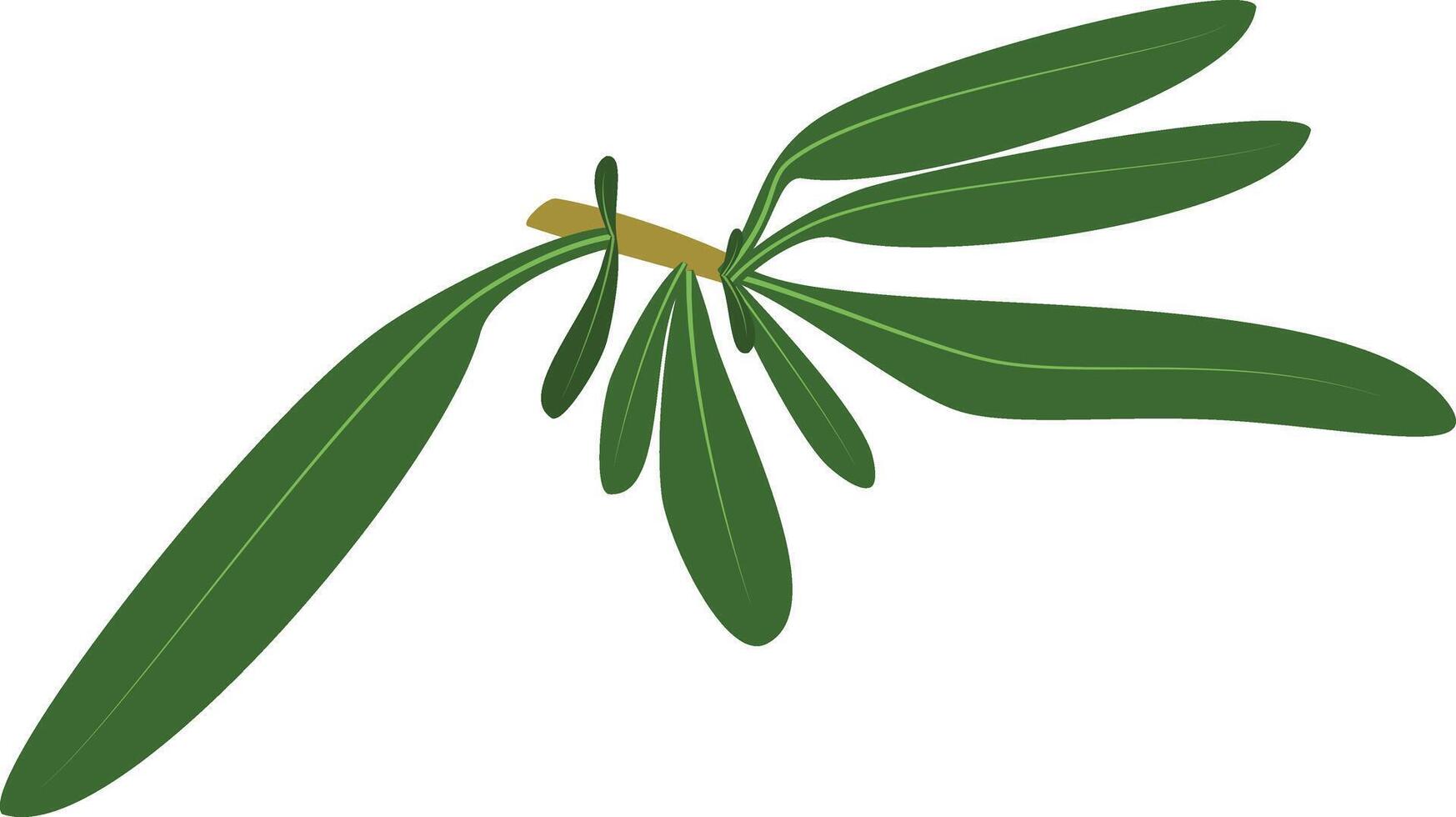 thym illustration isolé dans dessin animé style. herbes et espèce séries vecteur